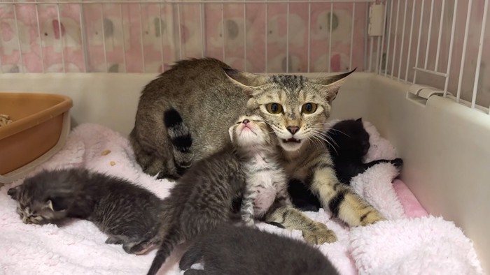警戒する猫