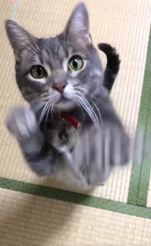 後ろ足で立ち上がっているカメラ目線の猫