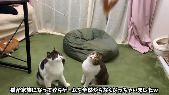 上を見る猫