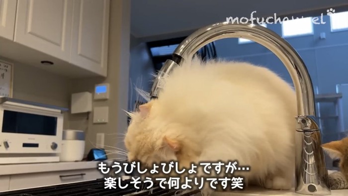 水で遊ぶ猫