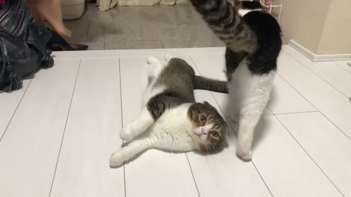 寝転がる猫と隣に立つ猫