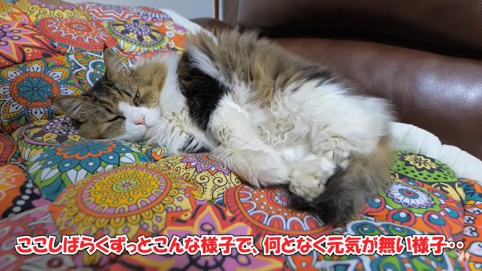 ソファでダラダラする『ボス吉』