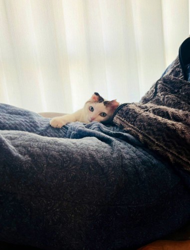 ふとんの上の猫