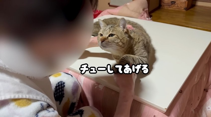 顔を近づける猫