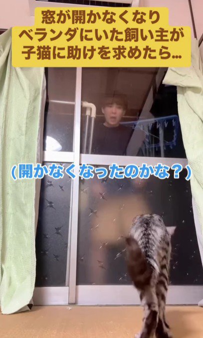 ベランダにいる飼い主と部屋にいる猫