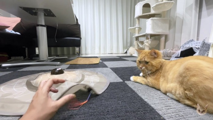 オモチャであそぶ飼い主と、眺める猫