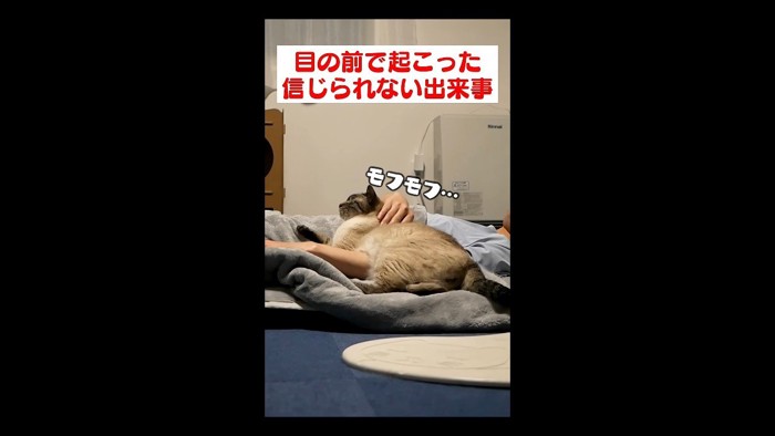 モフモフ…
