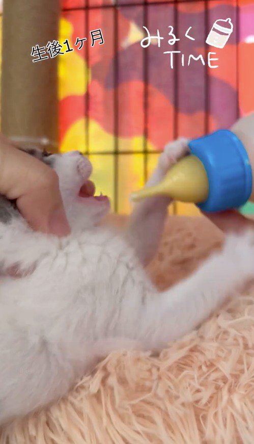 哺乳瓶を加えようとする子猫