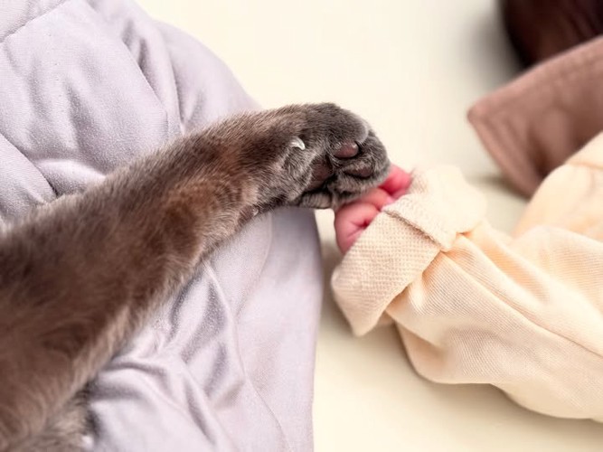 猫の前足と赤ちゃんの手