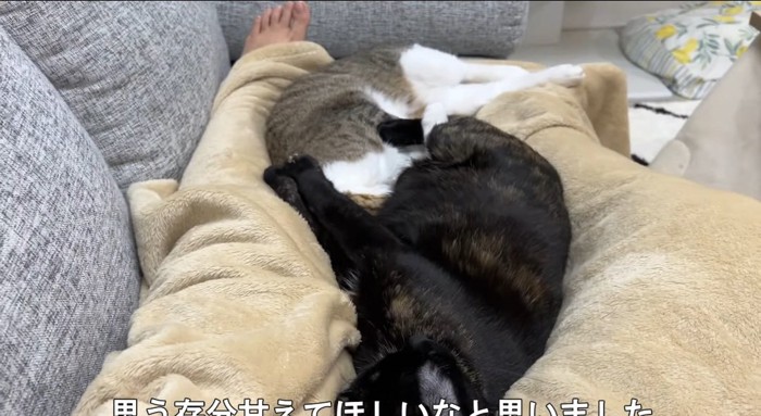 寝ている猫