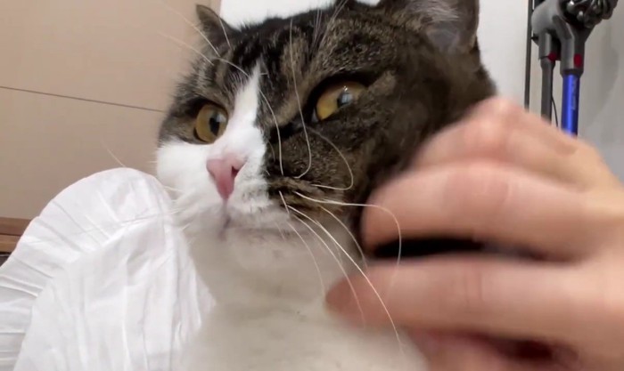 左頬を撫でられる猫