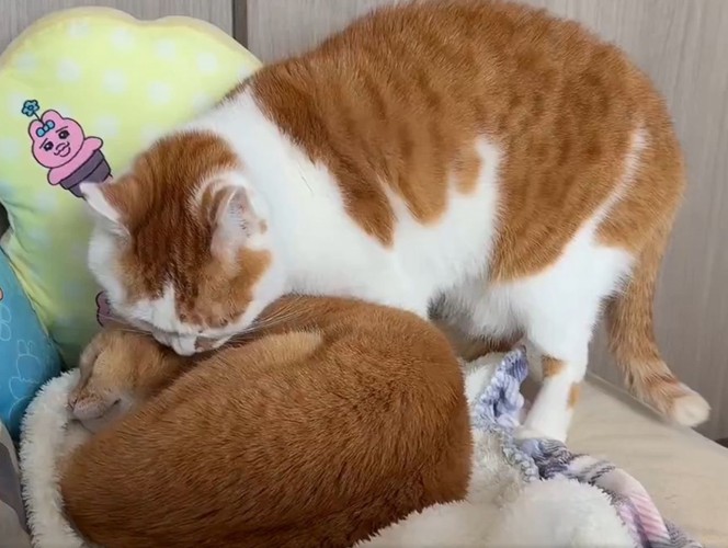 丸まって寝る茶トラ猫に近づく茶白の猫