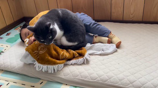 膝掛けの上で前足を畳む猫