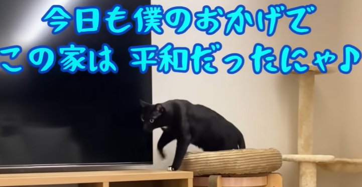 テレビ台に乗ろうとする黒猫