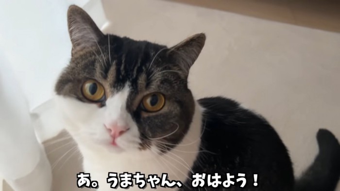 座る猫の顔