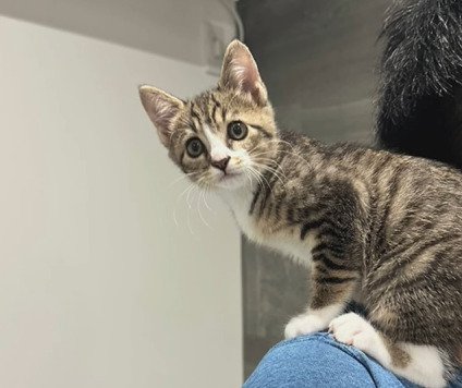 肩に乗る子猫