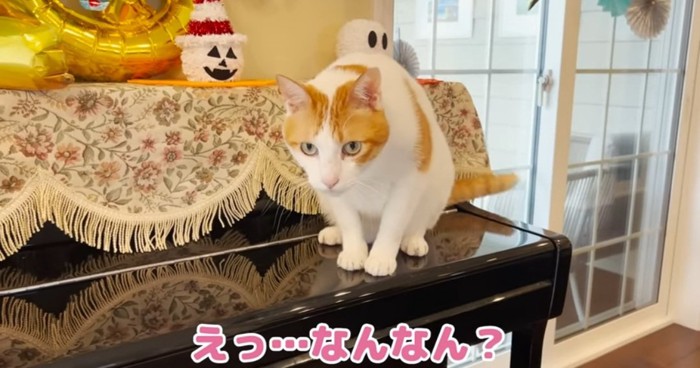 ピアノの上の猫