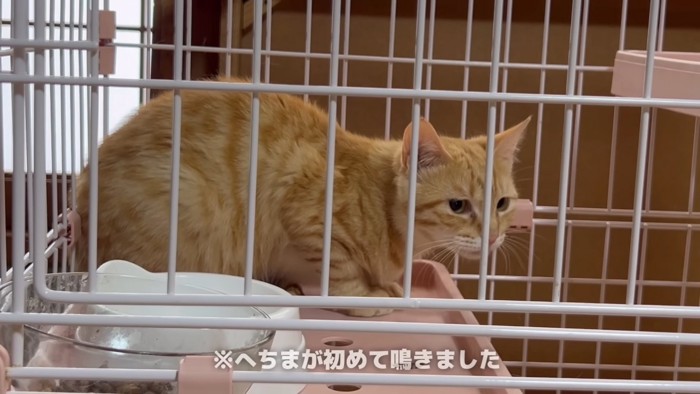 小さくなっている猫