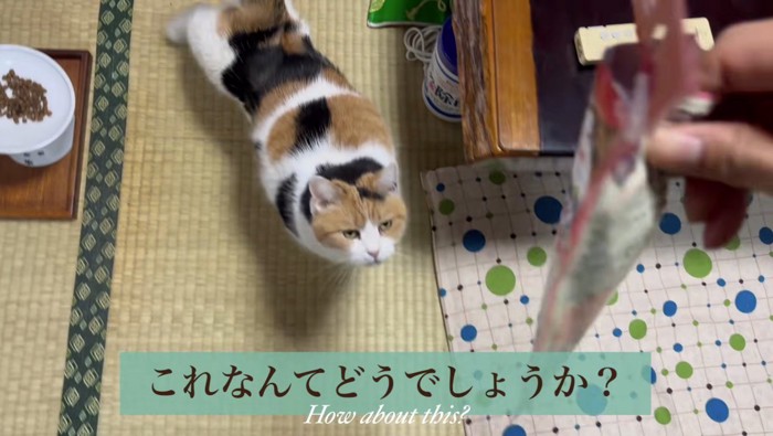 おやつを出す飼い主さん