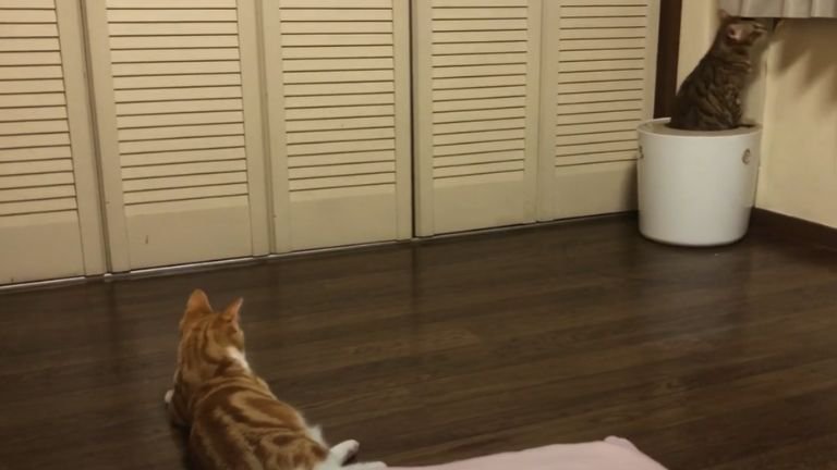 トイレに入っている猫