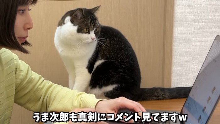 パソコン画面を見る猫