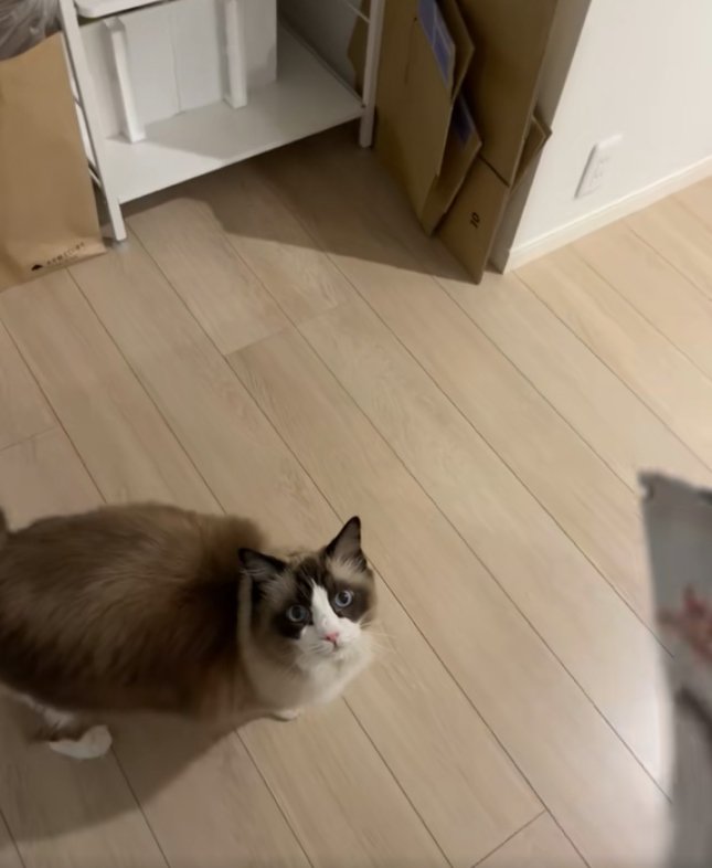 画面右端に少しだけ写っているものを見つめる猫