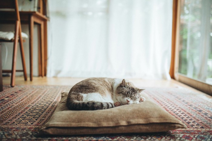 座布団の上で寝ている猫