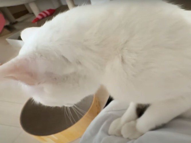 立ち上がる猫