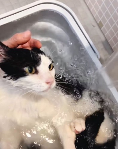 緊張した面持ちでお湯の入ったバスタブに入っている猫