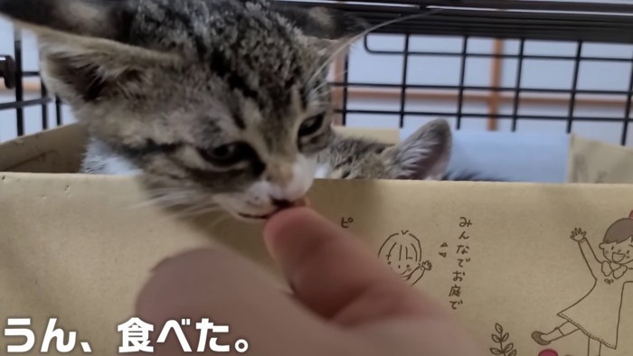 ごはんを食べさせてもらう子猫