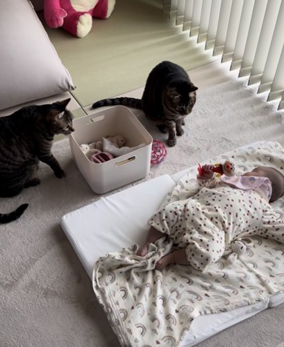 赤ちゃんが手を引き猫もお座りの状態