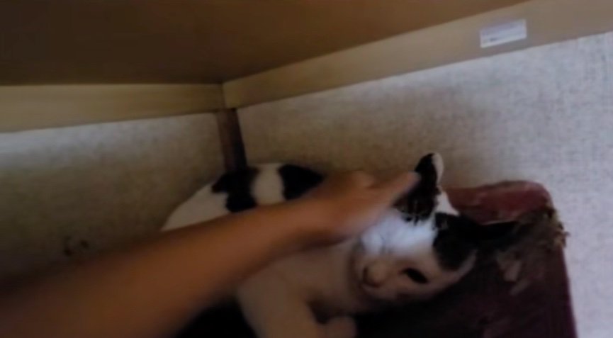 猫を撫でる