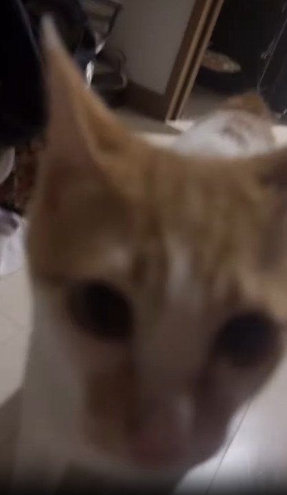 猫の顔のアップ