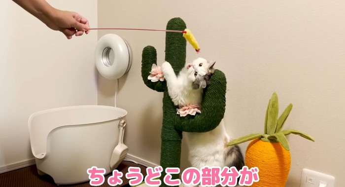 オモチャで遊ぶ猫