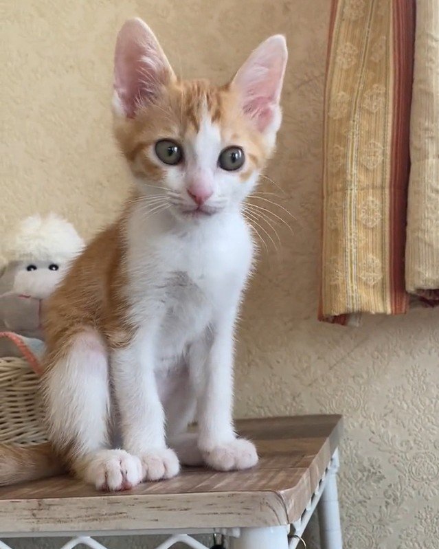 カメラ目線の猫