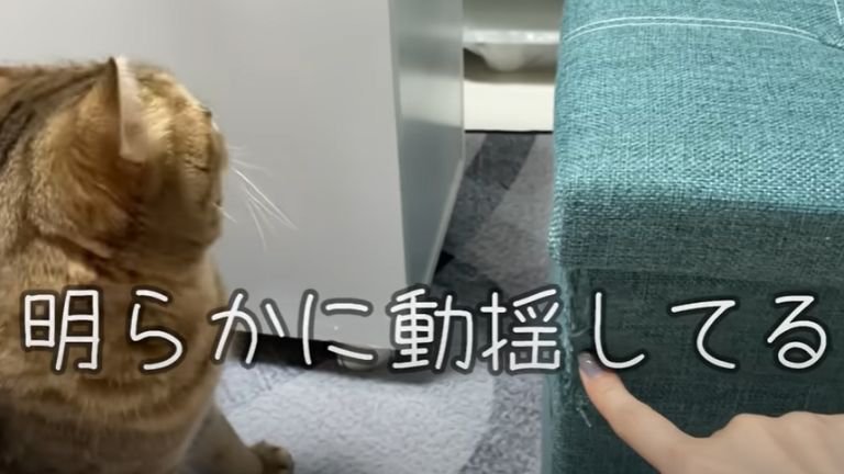 目を逸らす猫