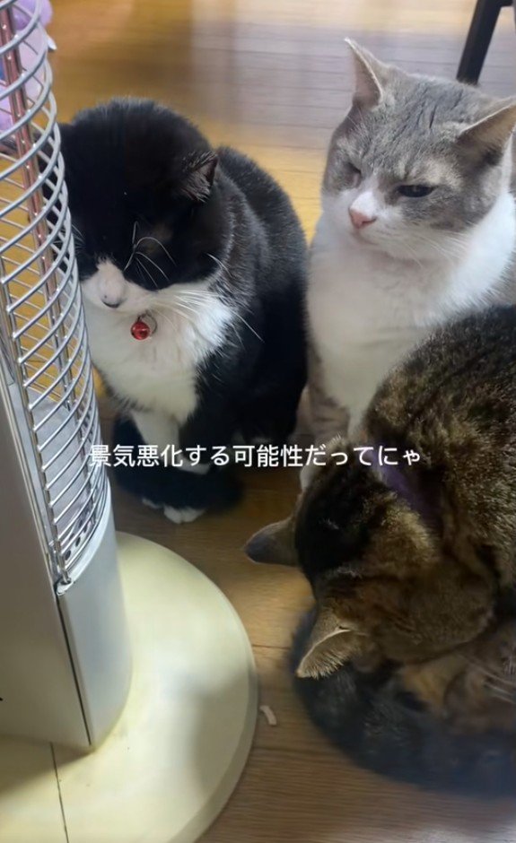 集まっている3匹の猫
