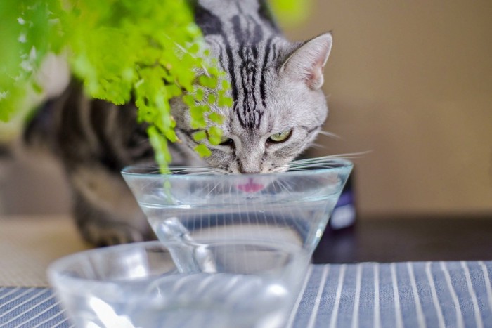 水飲み場