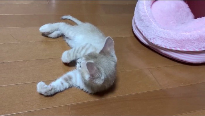 横になりながら顔だけ起こす子猫