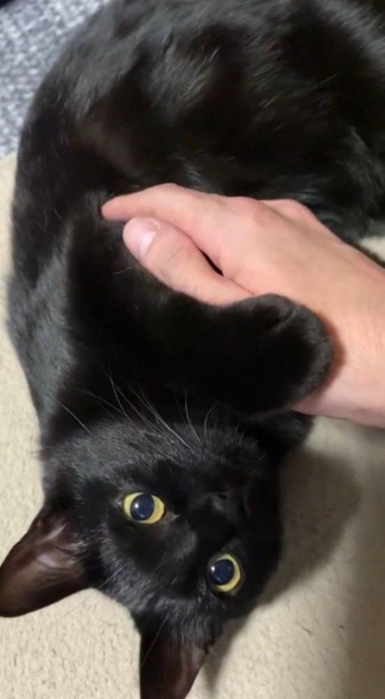 寝転がって飼い主を見つめる黒猫