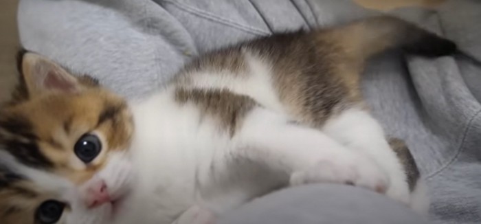 膝の上で転がるニコちゃん