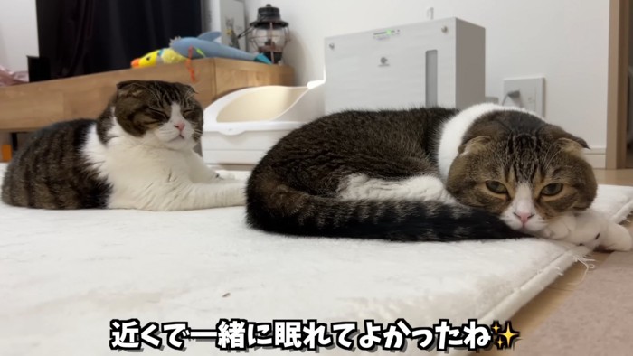 並んで寝る猫