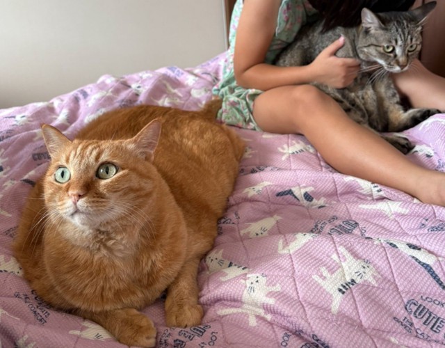 緊張した様子の猫