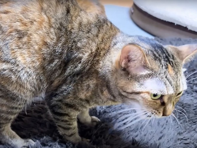 動揺する猫