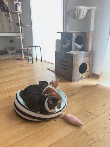 猫ベッドにいる3匹の猫