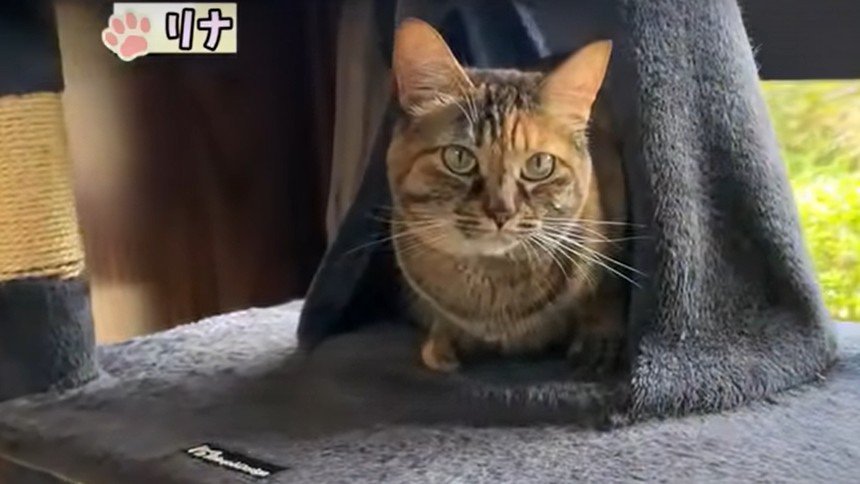 遠くからキョトンとする猫
