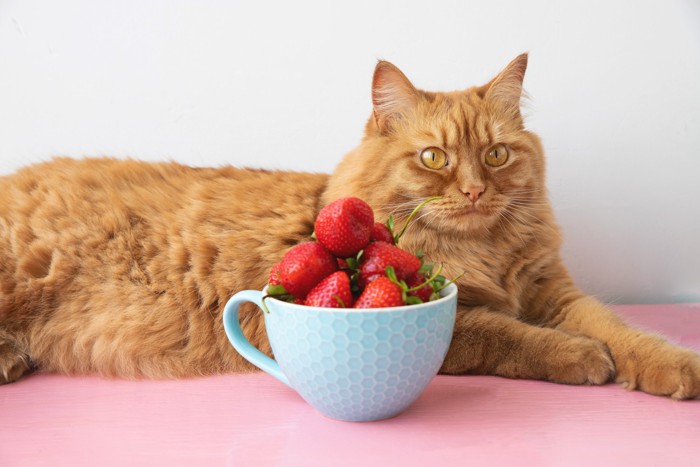いちごが入ったカップのそばで伏せている猫