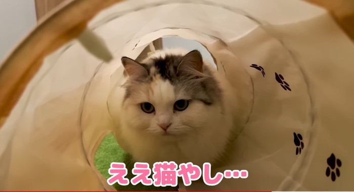 トンネルの中の猫