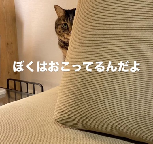 顔を半分だけ見せる猫