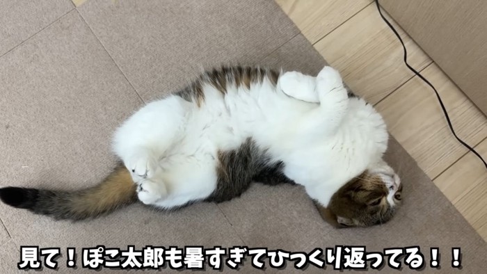 寝転がるキジ白の猫